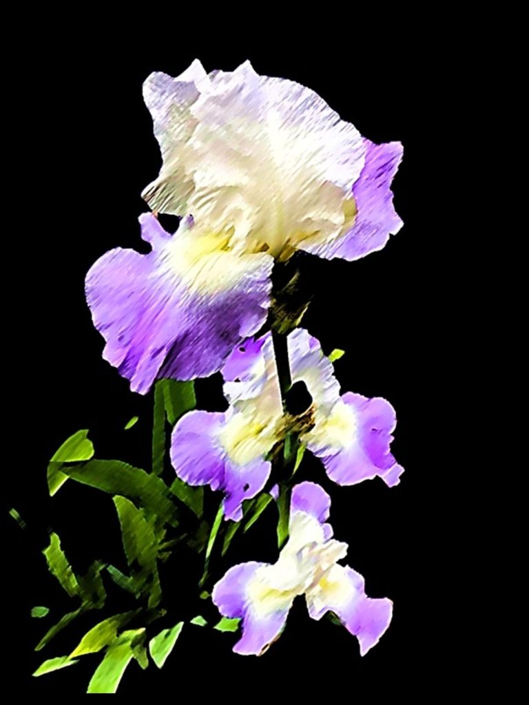 David Summerfield - IRIS - Digital Artistic Photograph