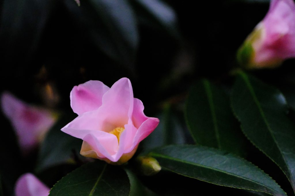 Jordan Plotner - La Vie en Rose, photograph