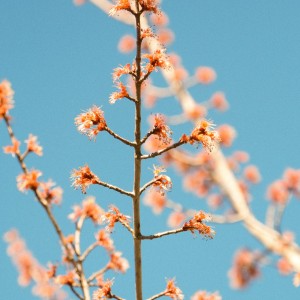 Digital Photography, $50, caitlin.caddell Caitlin Caddell - Spring