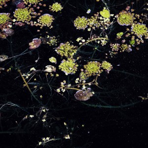 Digital Photography /Print, 350, www.cherelleyvette.com Cherelle McNeill - Starry Pond