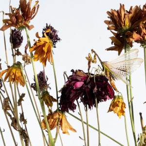 Angela Molina
inner
Digital
200
www.annmolina.com Angela Molina - Inner