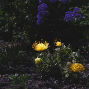 Photo, eddieshoots.com Eddie Espinoza - Forever Flower