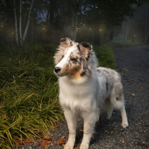 Moody portrait of a Sheltie puppy in a foggy autumn night. Photographed by Columbus, Ohio, based pet photographer Holly Hildreth.