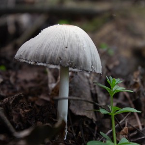 Digital Photography, $250, https://evastum.myportfolio.com Eva Stum - Wisdom