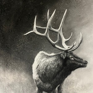 Michelle Weeks - Bull Elk
