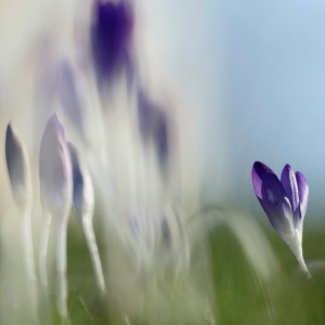 Photography, 480 Euro, www.krispienfoto.de