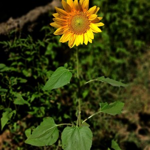 Photography US$ 40, https://www.instagram.com/niza.a_/