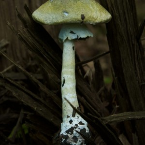 Recycled paper, glutinous rice glue, ink, https://www.lichenlands.art/