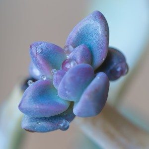 Digital Photography, 100, https://www.instagram.com/louisjrwaller/ Louis Jr Waller - Delicate drops