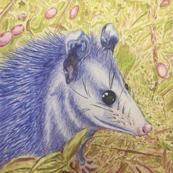 Baby Opossum - Watercolor - https://www.instagram.com/tpj.art/ Joe Mulvi