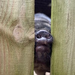 Come back mommy ! - No Website Joy Brookshireh