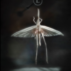 Umbrella Wing, Archival Digital Print - www.marilyncanningphotos.com Marilyn Canning