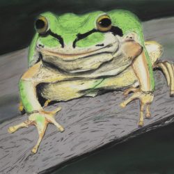 Pacific Tree Frog Soft Pastels - No Website Tracie Avants