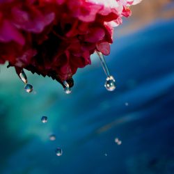 Suspended Stillness - No Website Diana Alegria - Suspended Stillness - No Website