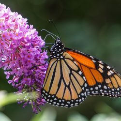 “Beauty in Change” (Photo) - No Website Kaylee Lynch - “Beauty in Change” (Photo)- No Website