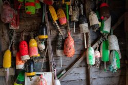 Community Shellfish (digital photography)  - madelinemmchugh.com Maddie McHugh-Gandy - Community Shellfish (digital photography)