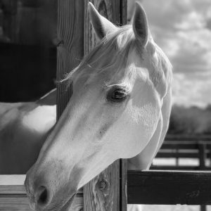 Oro, Digital Photography - www.andrealeslielondonphotography.com Andrea London - Oro, Digital Photography