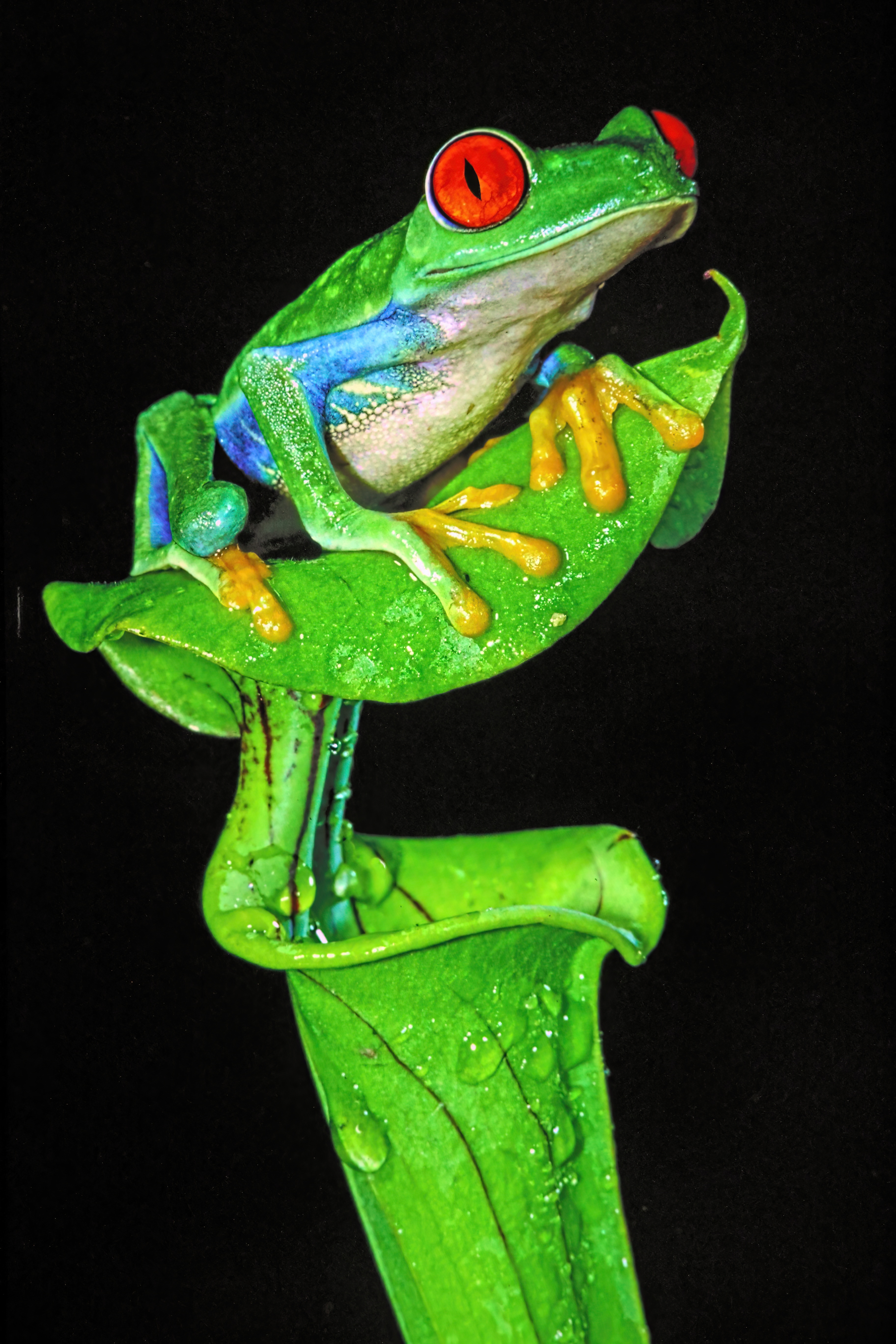 Graeme Guy - Red-eyed tree frog