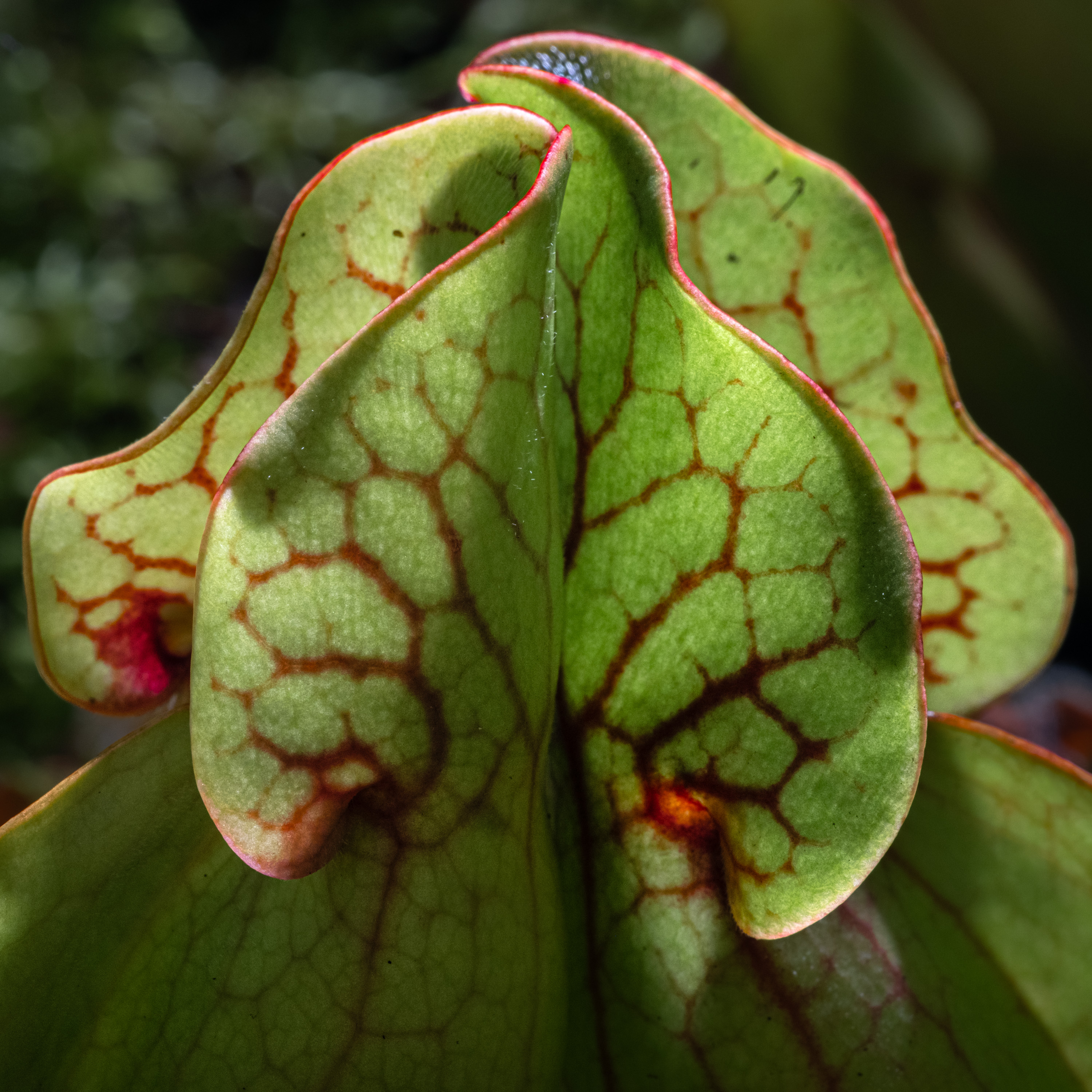 Raymond Charette - Pitcher plant #3