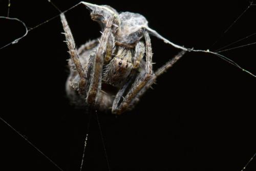 Cody King Upside Down Spider