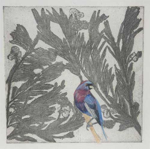 Emery Rosenbaum“Varied Bunting”